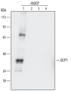 Human/Mouse UCP1 Antibody, R D Systems 100ug; Unlabeled:Antibodies, Monoclonal