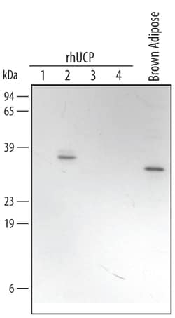 Human/Mouse UCP2 Antibody, R D Systems 100&mu;g; Unlabeled:Antibodies,