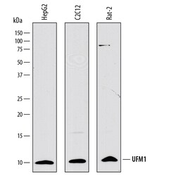 Human UFM1 Antibody, R D Systems 25 &mu;g | Buy Online | R&D Systems | Fisher Scientific