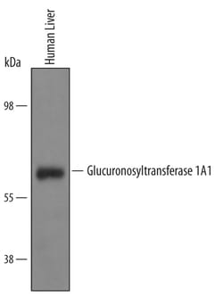 Human Glucuronosyltransferase 1A1/UGT1A1 Antibody, R D Systems 100&mu;g;