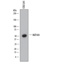 Human Glucuronosyltransferase 1A1/UGT1A1 Antibody, R D Systems 100ug; Unlabeled:Antikörper