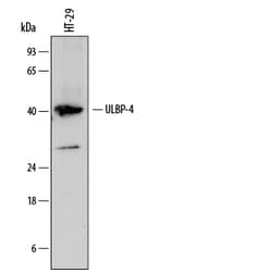 Human ULBP-4/RAET1E Antibody, R D Systems 100ug; Unlabeled:Antibodies,