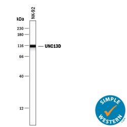 Human UNC13D Alternative Isoform Antibody, R D Systems 25 &mu;g | Buy Online | R&D Systems | Fisher Scientific