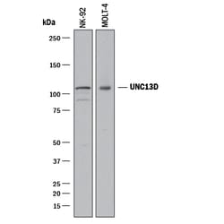 Human UNC13D Alternative Isoform Antibody, R D Systems 25 &mu;g | Buy Online | R&D Systems | Fisher Scientific