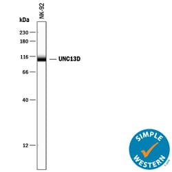 Human UNC13D Antibody, R D Systems 25&mu;g; Unlabeled:Antibodies, Monoclonal