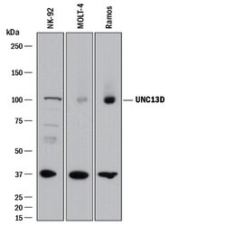 Human UNC13D Antibody, R D Systems 25&mu;g; Unlabeled:Antibodies, Monoclonal