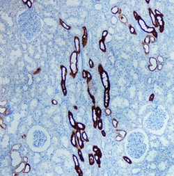 Human Uromodulin Antibody, R D Systems 25&mu;g; Unlabeled:Antibodies, Polyclonal