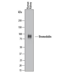Human Uromodulin Antibody, R D Systems 25&mu;g; Unlabeled:Antibodies, Polyclonal