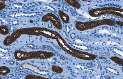 Human Uromodulin Antibody, R D Systems 25&mu;g; Unlabeled:Antibodies, Monoclonal