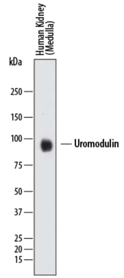Human Uromodulin Antibody, R D Systems 25&mu;g; Unlabeled:Antibodies, Monoclonal