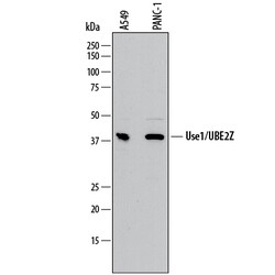Human Use1/UBE2Z Antibody, R D Systems 100&mu;g; Unlabeled:Antibodies,
