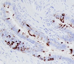 Human Uteroglobin/SCGB1A1 Antibody, R D Systems 100ug; Unlabeled:Antibodies,