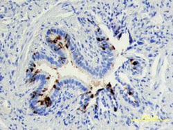 Human Uteroglobin/SCGB1A1 Antibody, R D Systems 100ug; Unlabeled:Antibodies,