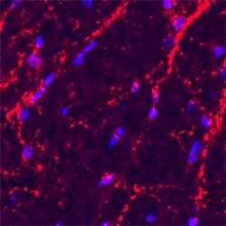 Human/Mouse/Rat VAMP-2 Antibody, R D Systems 25 &mu;g | Buy Online | R&D Systems | Fisher Scientific