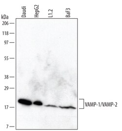 Human/Mouse VAMP-1/VAMP-2 Antibody, R D Systems 100ug; Unlabeled:Antibodies,