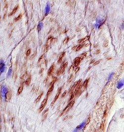 Human VAMP-5 Antibody, R D Systems 25&mu;g; Unlabeled:Antibodies, Polyclonal