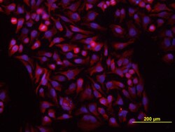 Human Vang-like Protein 1/VANGL1 Antibody, R D Systems 100ug; Unlabeled:Antibodies,