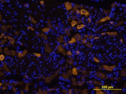 Rat Vanilloid R1/TRPV1 Antibody, R D Systems 25&mu;g; Unlabeled:Antibodies,