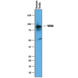 Human VASA Antibody, R D Systems 25&mu;g; Unlabeled:Antibodies, Polyclonal