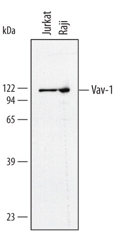 Human Vav-1 Antibody, R D Systems 100&mu;g; Unlabeled:Antibodies, Polyclonal
