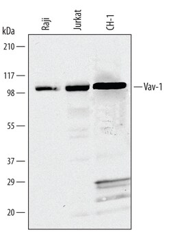 Human/Mouse Vav-1 Antibody, R D Systems 100ug; Unlabeled:Antibodies, Monoclonal