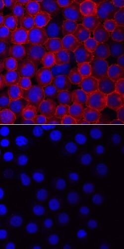 Human Phospho-Vav-1 (Y160) Antibody, R D Systems 25&mu;g; Unlabeled:Antibodies,