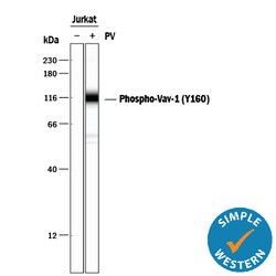 Human Phospho-Vav-1 (Y160) Antibody, R D Systems 25&mu;g; Unlabeled:Antibodies,