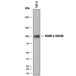 Human VCAM-1/CD106 Antibody, R D Systems 25&mu;g; Unlabeled:Antibodies,