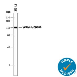Mouse VCAM-1/CD106 Antibody, R D Systems:Antibodies:Primary Antibodies
