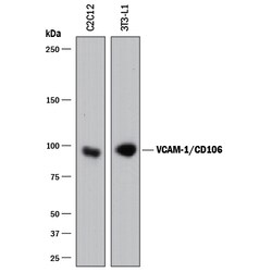 Mouse VCAM-1/CD106 Antibody, R D Systems:Antibodies:Primary Antibodies