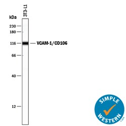 Mouse VCAM-1/CD106 Antibody, R D Systems 25&mu;g; Unlabeled:Antibodies,