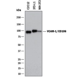 Mouse VCAM-1/CD106 Antibody, R D Systems 25&mu;g; Unlabeled:Antibodies,