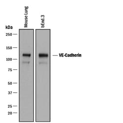 Mouse VE-Cadherin Antibody, R D Systems 100&mu;g; Unlabeled:Antibodies,