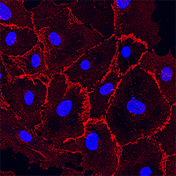 Human VE-Cadherin Antibody, R D Systems 25&mu;g; Unlabeled:Antibodies,