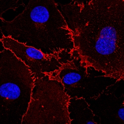 Human VE-Cadherin Antibody, R D Systems 25&mu;g; Unlabeled:Antibodies,