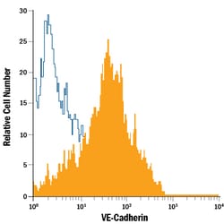 Human VE-Cadherin PE-conjugated Antibody, R D Systems:Antibodies:Primary