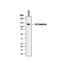 Human VE-Cadherin Antibody, R D Systems 100ug; Unlabeled:Antibodies, Monoclonal