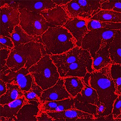 Human VE-Cadherin Antibody, R D Systems 100ug; Unlabeled:Antibodies, Monoclonal