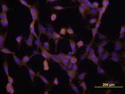 Human VEGF165 Antibody, R D Systems 25 &mu;g | Buy Online | R&D Systems | Fisher Scientific