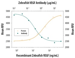 Zebrafish VEGF Antibody, R D Systems 500ug; Unlabeled:Antibodies, Monoclonal