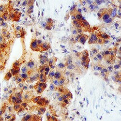 Human/Primate VEGF Antibody, R D Systems 100&mu;g; Unlabeled:Antibodies,