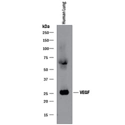 Human/Primate VEGF Antibody, R D Systems 100&mu;g; Unlabeled:Antibodies,