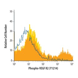 Human Phospho-VEGFR2/KDR/Flk-1 (Y1214) Antibody, R D Systems 50 &mu;g | Buy Online | R&D Systems | Fisher Scientific