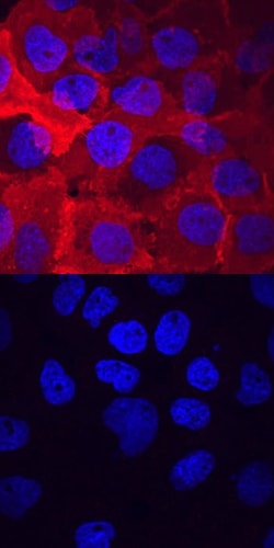 Human Phospho-VEGFR2/KDR/Flk-1 (Y1214) Antibody, R D Systems 50 &mu;g | Buy Online | R&D Systems | Fisher Scientific