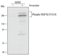 Human Phospho-VEGFR2/KDR/Flk-1 (Y1214) Antibody, R D Systems 50 &mu;g | Buy Online | R&D Systems | Fisher Scientific