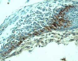 Mouse VEGFR2/KDR/Flk-1 Antibody, R D Systems 25&mu;g; Unlabeled:Antibodies,