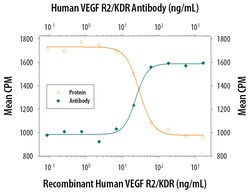 Human VEGFR2/KDR/Flk-1 Antibody, R D Systems:Antibodies:Primary Antibodies