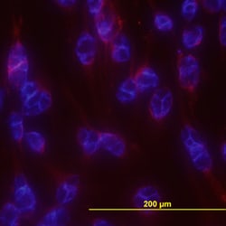 Mouse VEGFR2/KDR/Flk-1 Antibody, R D Systems 100ug; Unlabeled:Antibodies,