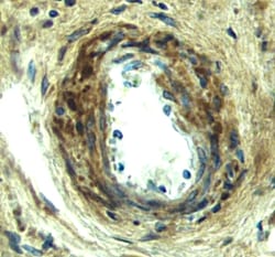 Human VEGF-D Antibody, R D Systems 25 &mu;g | Buy Online | R&D Systems | Fisher Scientific