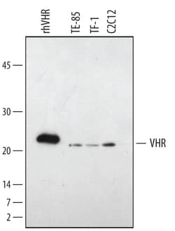 Human/Mouse/Rat VHR Antibody, R&D Systems™